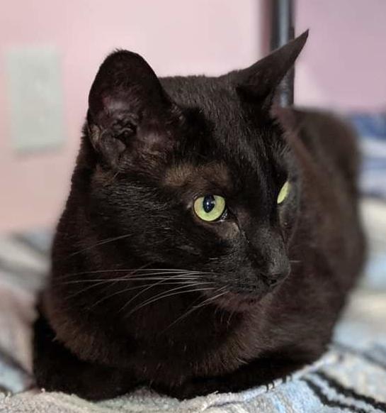 Adopt a friend: Petey